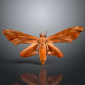 Detailed Brown Moth With Large Patterned Wings On Dark Reflective Surface