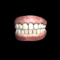 Human Teeth 3D Model With Detailed Gums And Healthy Structure 3d model