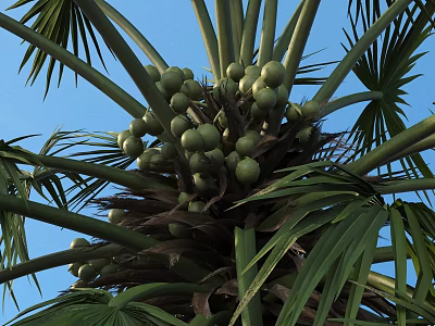 Green Palm Tree With Clusters Of Green Fruits And Long Leaves Against Blue Sky 3d model