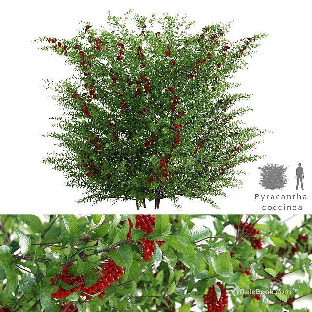 Natural Decorative Ornament Set With Pyracantha Coccinea Green Leaves And Red Berries 3d model 