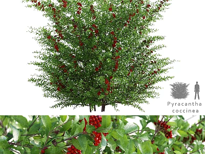 Natural Decorative Ornament Set With Pyracantha Coccinea Green Leaves And Red Berries 3d model