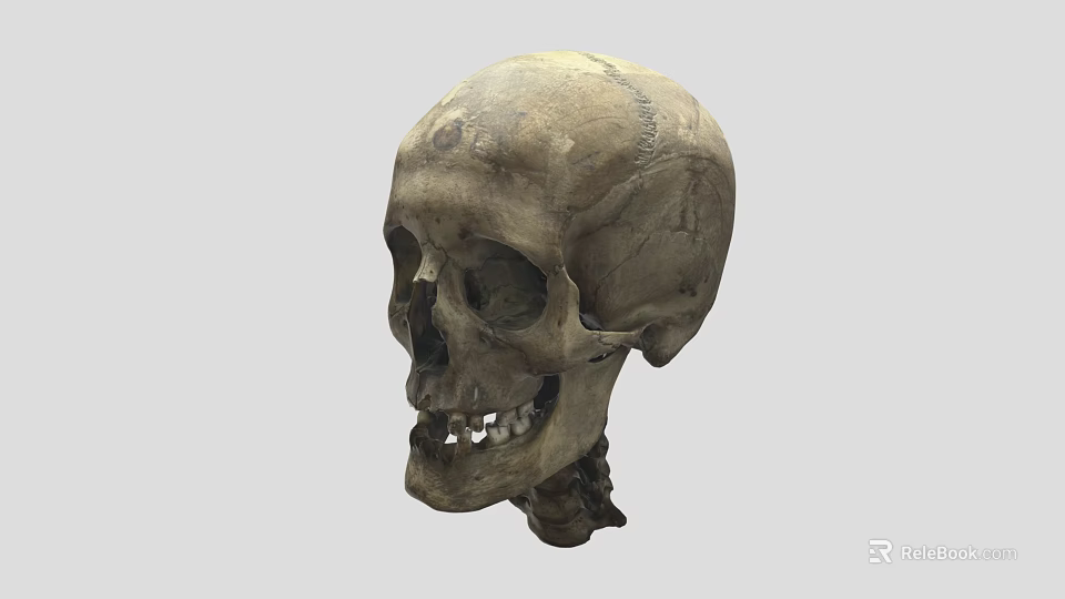 Human Skull Anatomical Structure With Detailed Bone Features And Lower Jaw 3d model