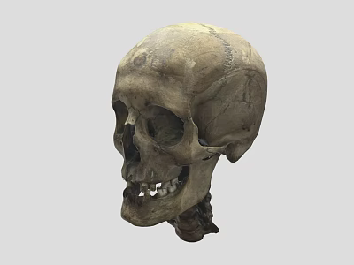 Human Skull Anatomical Structure With Detailed Bone Features And Lower Jaw 3d model