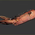 Professional Chef Displaying Cooked Red Lobster With Glistening Shell On Black Background 3d model