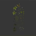 Diverse Green Plants With Different Heights Shapes Herbs Ferns And Small Flowers On Dark Background