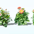 Vibrant Potted Flowers With Pink And Orange Blooms And Lush Green Leaves