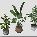 Indoor Plants with Large Leafy Small Tree Like Varieties in Patterned Woven Silver Textured Pots