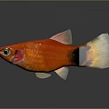 Vibrant Red Fish With Black And White Tail Swimming In Water With Reflection