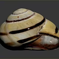 Shiny Spiral Shell With Cream White Base And Dark Brown Stripes