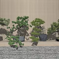 Multiple Bonsai Trees With Different Shapes And Pots Against Wooden Wall