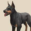 Doberman Pinscher Standing Alert In Profile With Black And Tan Coat Ears Perked