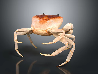 Detailed 3D Rendering of Crab with Brown Carapace and Long Legs 3d model