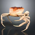 Detailed 3D Rendering of Crab with Brown Carapace and Long Legs