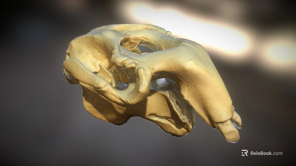 Detailed Golden Skull Model With Light Background And Shadow Effect 3d model 