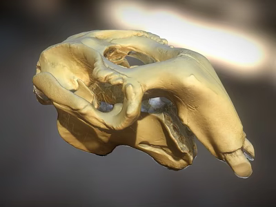 Detailed Golden Skull Model With Light Background And Shadow Effect 3d model