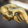 Detailed Golden Skull Model With Light Background And Shadow Effect 3d model