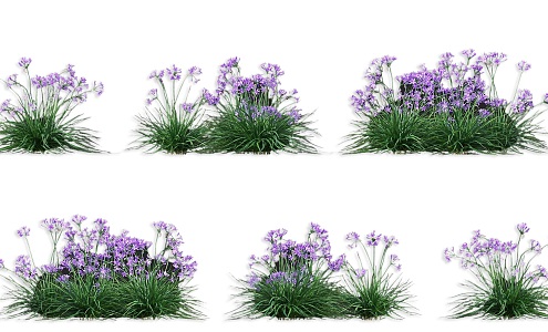 flowering garlic sprout vegetable crop vegetable seedling flower garlic flower purple garlic plant vegetable crop vegetable seedling wild vegetable combination 3d model