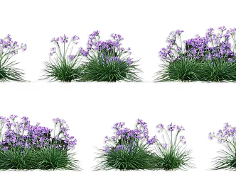 flowering garlic sprout vegetable crop vegetable seedling flower garlic flower purple garlic plant vegetable crop vegetable seedling wild vegetable combination 3d model