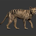 Thylacine 3D Model With Brown Body And Black Stripes Standing On Dark Background With Reflection