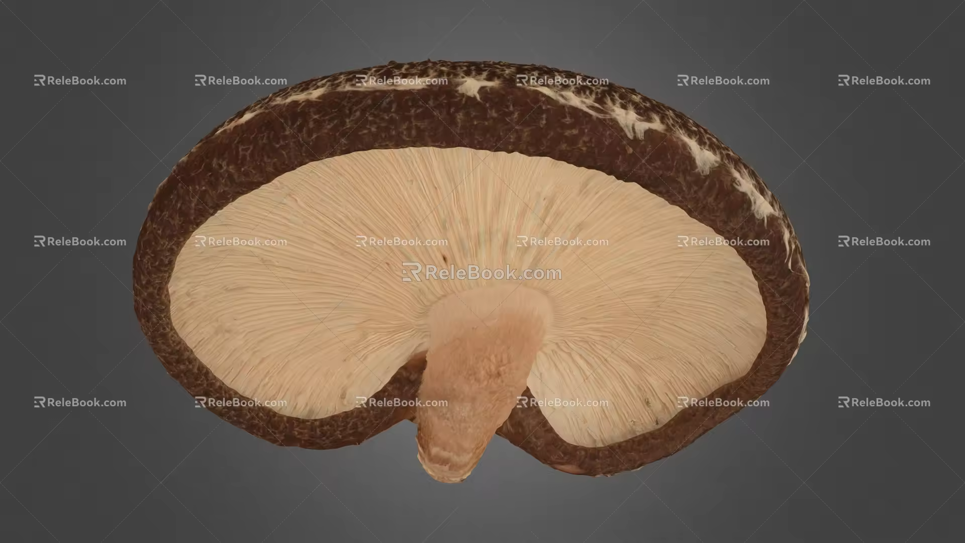 Lentinus edodes mushroom scanning Lentinus edodes plant crops 3d model