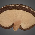 Lentinus edodes mushroom scanning Lentinus edodes plant crops 3d model
