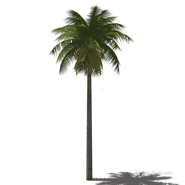 Palm Tree With Tall Trunk And Lush Green Tropical Fronds 3d model 
