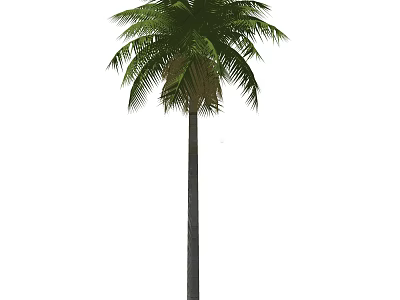 Palm Tree With Tall Trunk And Lush Green Tropical Fronds 3d model