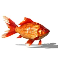 The Orange Goldfish with Red Fins and Shiny Scales as Aquatic Creature