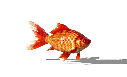 modern fish animal goldfish 3d model