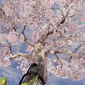 Pink Blossom Tree With Thick Trunk Grass Base And Cloudy Evening Sky