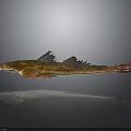 Unique Fish With Spiny Fins Elongated Body And Brown Orange Coloration
