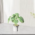 Indoor Potted Monstera Plant With White Textured Pot And Striped Wall White Curtains Gray Floor