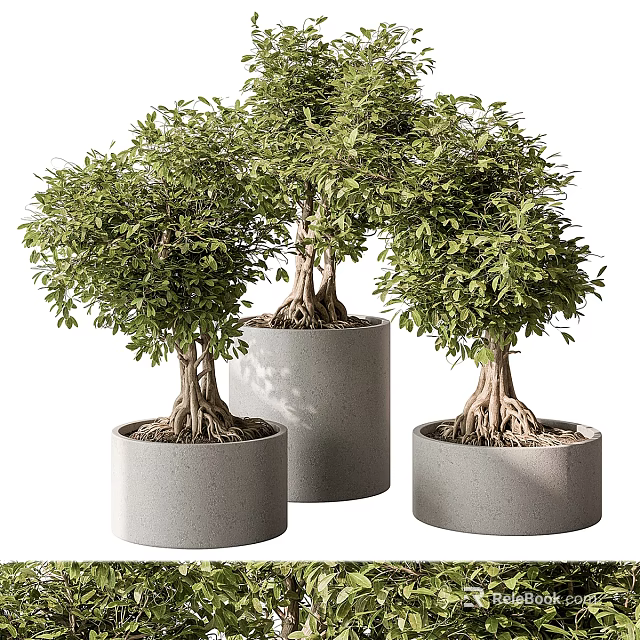 Lush Potted Bonsai Plants in Gray Cylindrical Pots with Exposed Roots and Green Leaves 3d model 