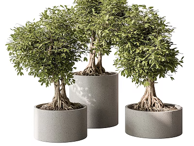Lush Potted Bonsai Plants in Gray Cylindrical Pots with Exposed Roots and Green Leaves 3d model