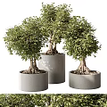 Lush Potted Bonsai Plants in Gray Cylindrical Pots with Exposed Roots and Green Leaves