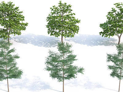 Various Types of Trees with Green Leaves and Different Shapes in Natural Scene 3d model
