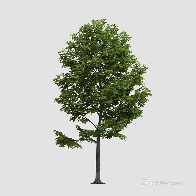 Tall Arbor With Lush Green Foliage And Straight Trunk In Natural Scene 3d model 