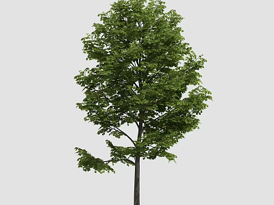Tall Arbor With Lush Green Foliage And Straight Trunk In Natural Scene 3d model