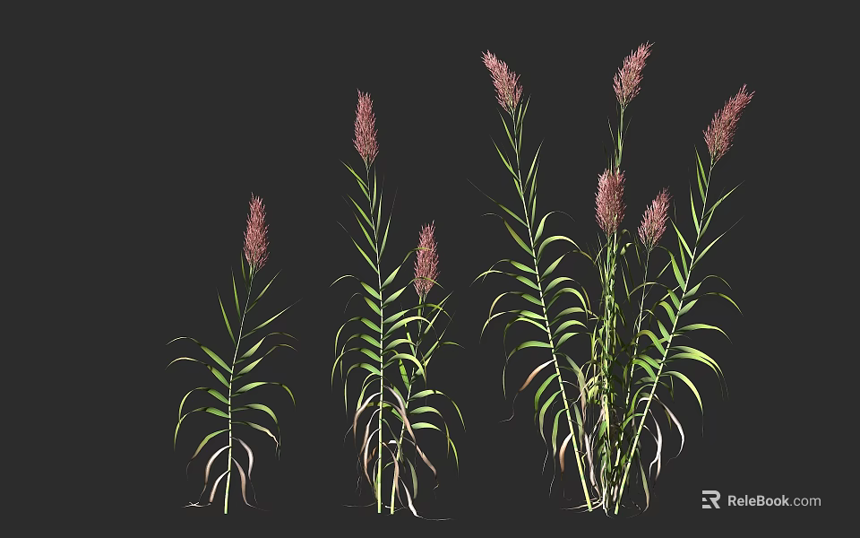 Ornamental Grasses With Green Leaves And Purple Plumes In Different Growth Stages 3d model 