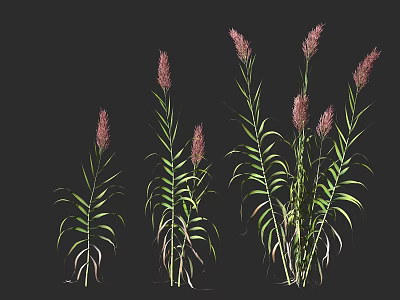 Ornamental Grasses With Green Leaves And Purple Plumes In Different Growth Stages 3d model