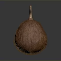Brown Fibrous Round Food With Curved Stem And Natural Texture
