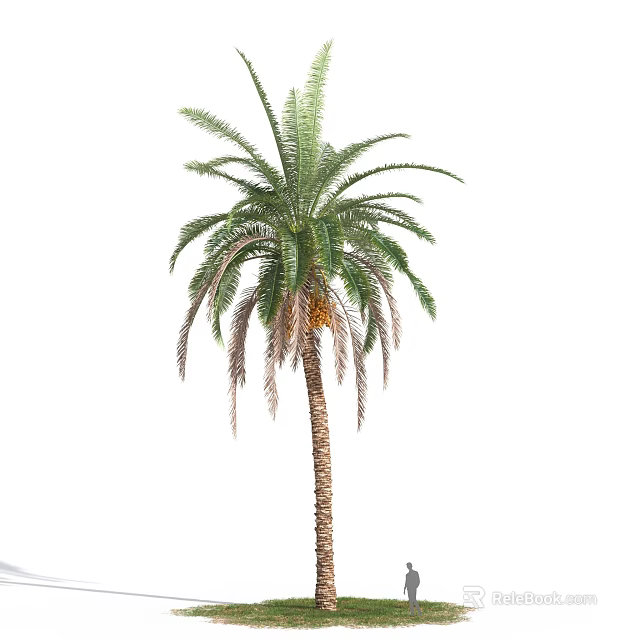 Lush Shrub Palm Tree With Green Feathery Leaves And Brown Trunk 3d model 
