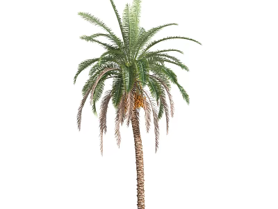 Lush Shrub Palm Tree With Green Feathery Leaves And Brown Trunk 3d model