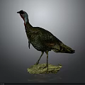 Turkey Taxidermy Mount With Green Brown Feathers On Stone Base Against Gray Background