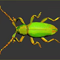 Black Beetle With Long Antennae Shiny Exoskeleton And Detailed Legs On Dark Background