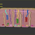Human Scalp Skin Structure Anatomical Layers With Hair Follicles Blood Vessels And Sweat Glands