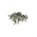 Lush Tree with Green Leaves and Yellow Hanging Flowers Against Dark Background and Person Nearby