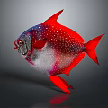 Vibrant Red Blue Purple Fish With White Spots And Red Fins