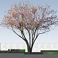 Beautiful Cherry Tree With Pink Blossoms Against Clear Blue Sky