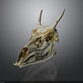Anatomical Animal Skull With Horns And Detailed Skeletal Features On Dark Surface